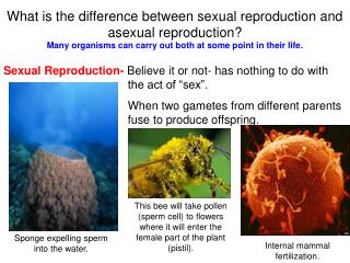 What is the difference between sexual reproduction and asexual reproduction?