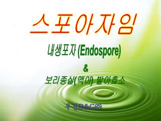 내생포자 ( Endospore)