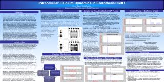 Intracellular Calcium Dynamics in Endothelial Cells Scott Cara; Anita Layton