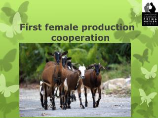 First female production 				cooperation