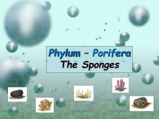 Phylum – Porifera The Sponges