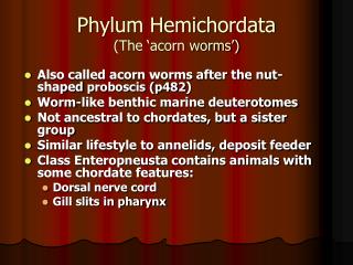 Phylum Hemichordata (The ‘acorn worms’)
