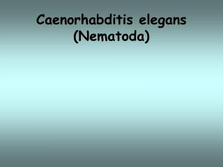 Caenorhabditis elegans (Nematoda)