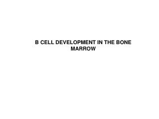 B CELL DEVELOPMENT IN THE BONE MARROW