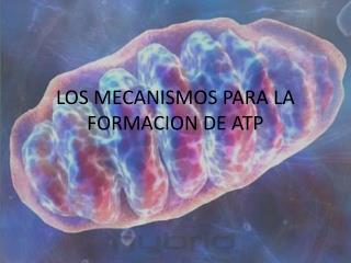 LOS MECANISMOS PARA LA FORMACION DE ATP