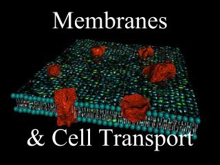 Membranes &amp; Cell Transport