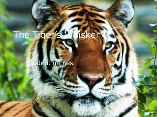The Tiger’s Whisker