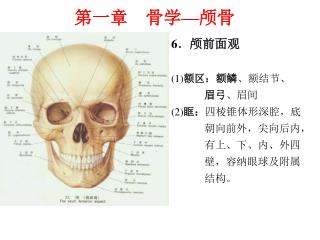 6 ．颅前面观 (1) 额区：额鳞 、额结节、 眉弓 、眉间 (2) 眶： 四棱锥体形深腔，底朝向前外，尖向后内，有上、下、内、外四壁，容纳眼球及附属结构。