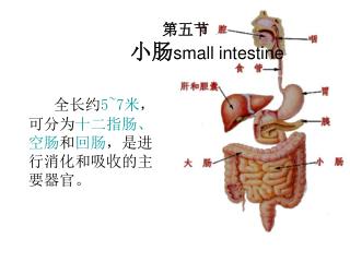 第五节 小肠 small intestine
