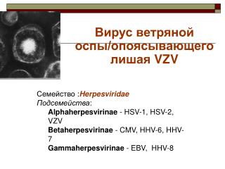 Вирус ветряной оспы/опоясывающего лишая VZV