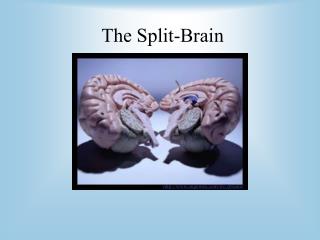 The Split-Brain
