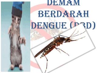 DEMAM BERDARAH DENGUE (DBD)