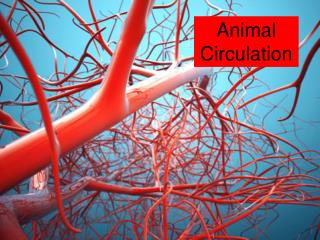Animal Circulation