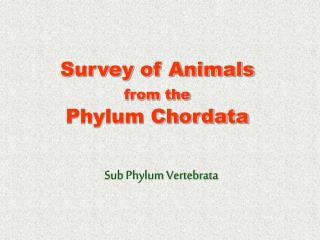 Survey of Animals from the Phylum Chordata