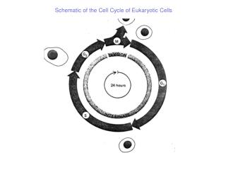 Schematic of the Cell Cycle of Eukaryotic Cells