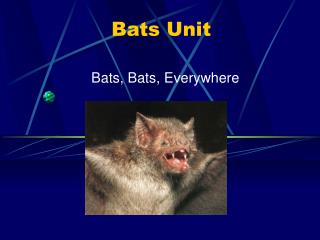 Bats Unit