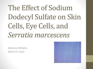The Effect of Sodium Dodecyl Sulfate on Skin Cells, Eye Cells, and Serratia marcescens