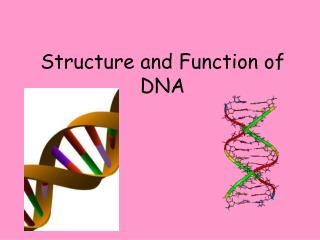 Structure and Function of DNA