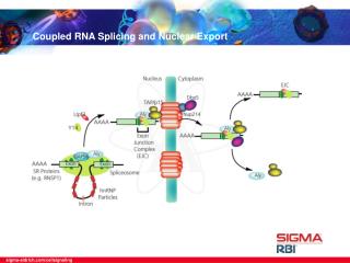 Coupled RNA Splicing and Nuclear Export