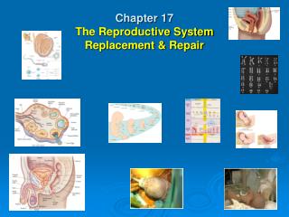 Chapter 17 The Reproductive System Replacement &amp; Repair