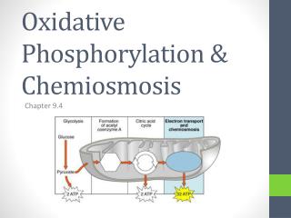 Oxidative Phosphorylation &amp; Chemiosmosis