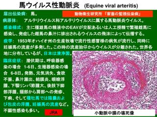 馬ウイルス性動脈炎 (Equine viral arteritis)