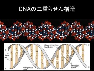 DNA の二重らせん構造