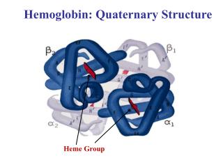 Hemoglobin: Quaternary Structure