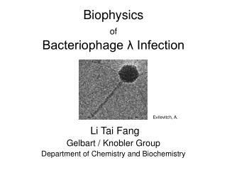 Biophysics of Bacteriophage λ Infection