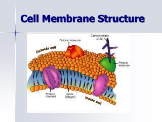 Cell Membrane Structure