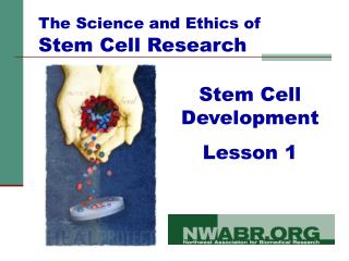 Stem Cell Development Lesson 1