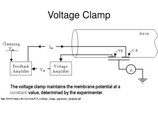 PPT - Voltage Clamp PowerPoint Presentation - ID:570089