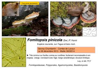 Fomitopsis pinicola (Sw.) P. Karst