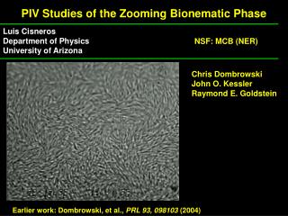 PIV Studies of the Zooming Bionematic Phase