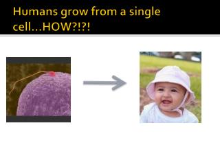 Humans grow from a single cell…HOW?!?!