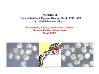 Mortality of Cod and haddock Eggs on Georges Bank, 1995-1999 (…wind-driven mortality…)