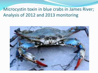 Microcystin toxin in blue crabs in James River; Analysis of 2012 and 2013 monitoring