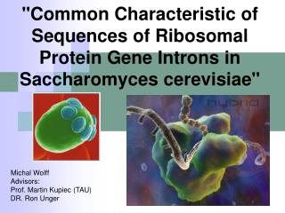 &quot;Common Characteristic of Sequences of Ribosomal Protein Gene Introns in Saccharomyces cerevisiae&quot;