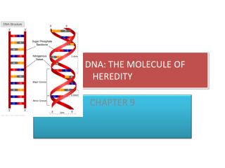 DNA: THE MOLECULE OF HEREDITY