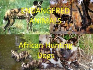 ENDANGERED ANIMALS