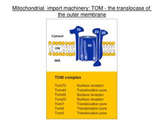 Mitochondrial import machinery: TOM - the translocase of the outer membrane