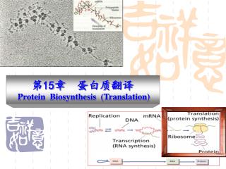 第 15 章 蛋白质翻译 Protein Biosynthesis (Translation)