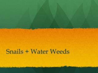 Snails + Water Weeds