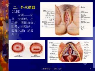 二、外生殖器 ( 女阴 ) 女阴 —— 阴阜；大阴唇；小阴唇；阴道前庭、阴蒂、前庭球、前庭大腺；尿道外口。