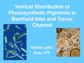 Vertical Distribution of Photosynthetic Pigments in Bamfield Inlet and Trevor Channel
