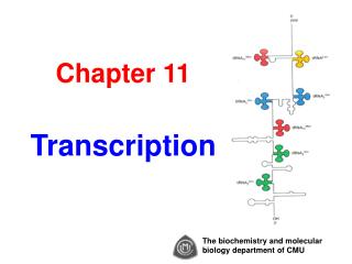 Chapter 11 Transcription