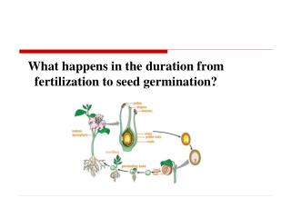 What happens in the duration from fertilization to seed germination?