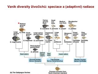 Vznik diverzity živočichů: speciace a (adaptivní) radiace