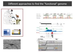 Different approaches to find the “functional” genome