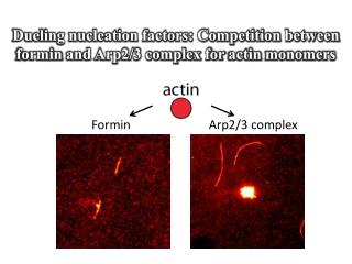 Dueling nucleation factors: Competition between formin and Arp2/3 complex for actin monomers